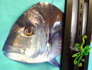 Grey Fish