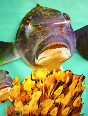 Fish Up